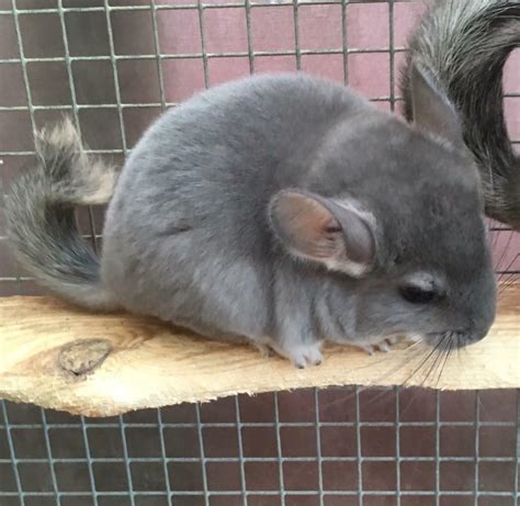 chinchilla buy swap and sell|gumtree chinchilla qld.